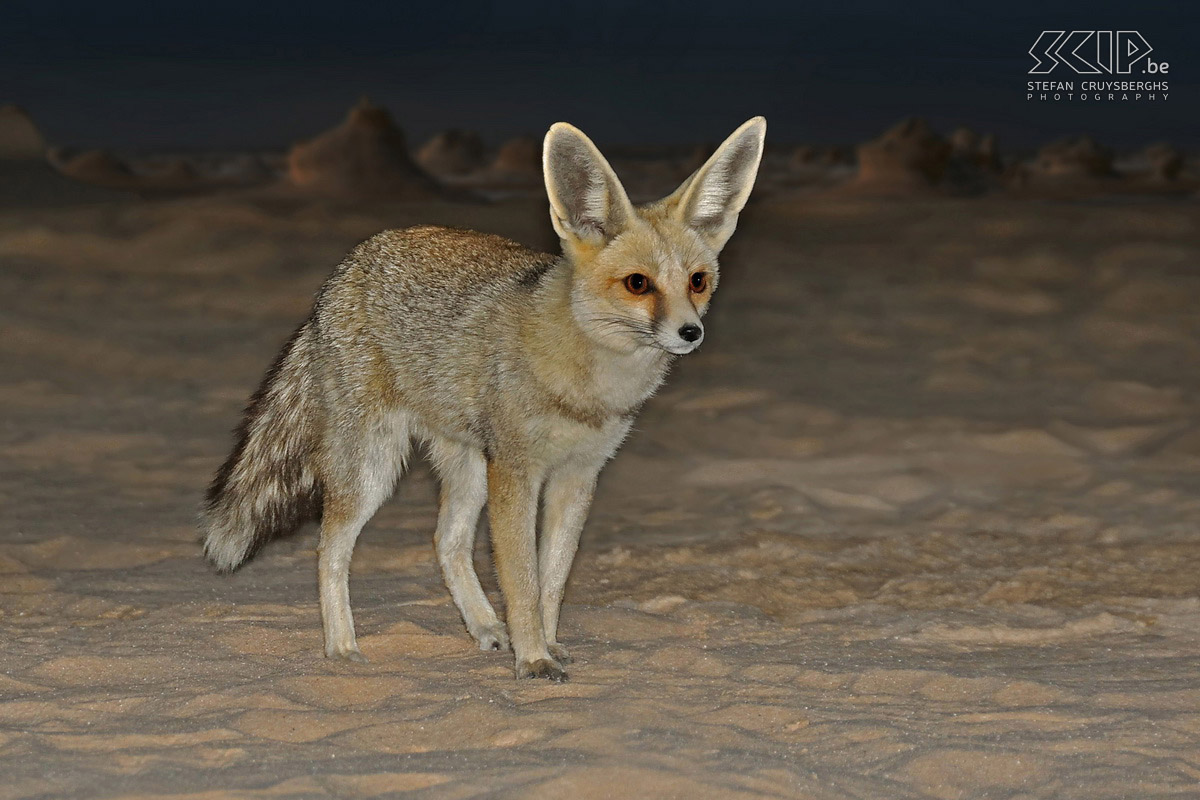 Wadi Biddendee - Zandvos Zoals de woestijnvos/fennec (Vulpes zerda) heeft ook de zand vos (Rüppell's fox, Vulpes rueppelli) grote oren om af te koelen. Stefan Cruysberghs